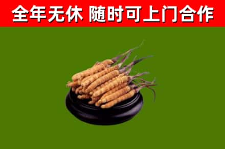 永城回收散虫草