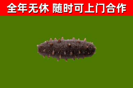 永城回收海参干